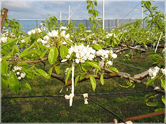 花粉付け作業(4月中旬～5月初旬の様子)