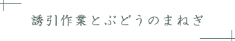 誘引作業とぶどうのまねぎ