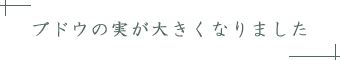 ブドウの実が大きくなりました