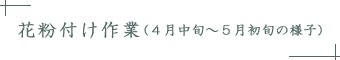 花粉付け作業(4月中旬～5月初旬の様子)